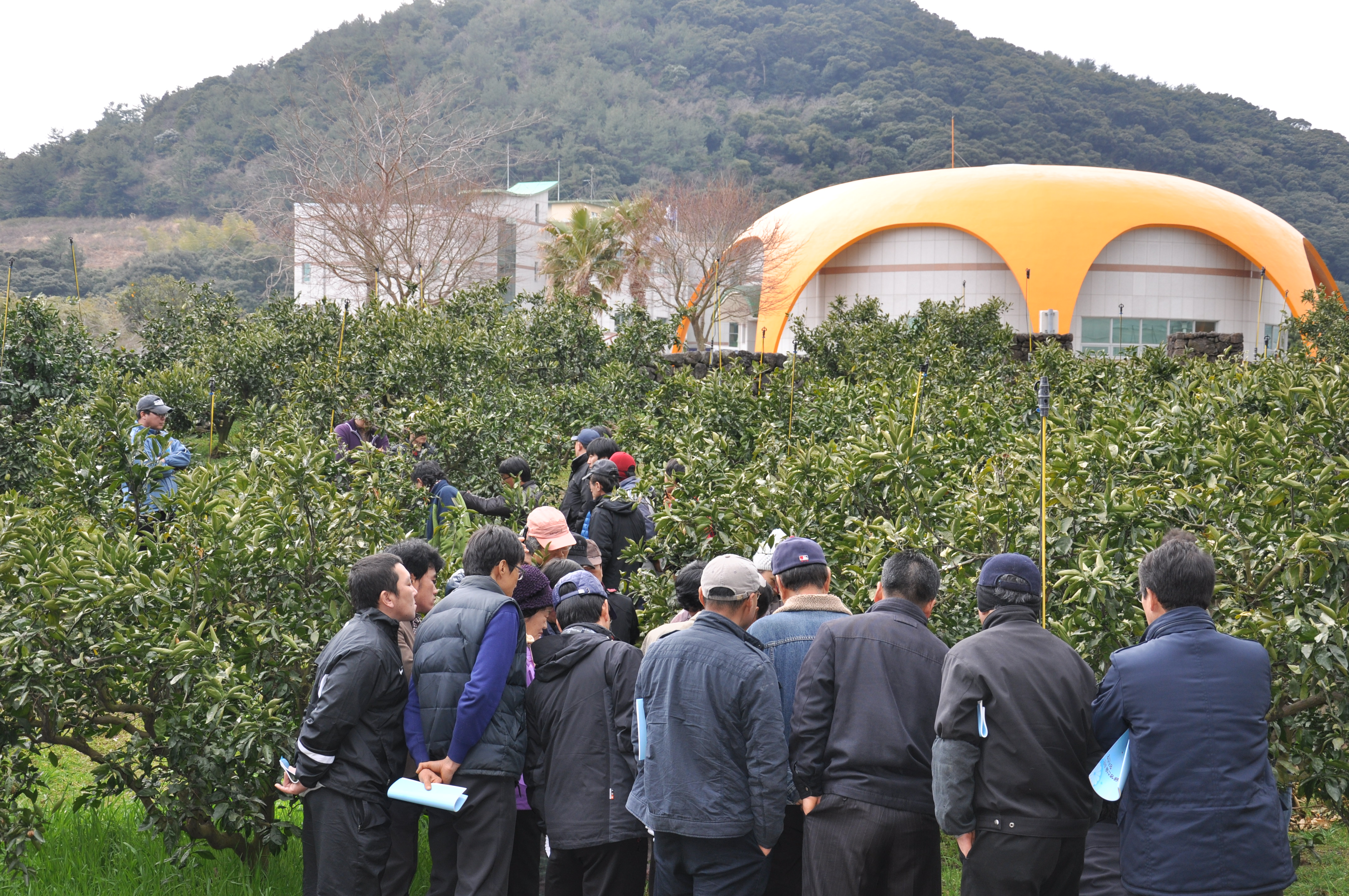 2012 노지감귤 고품질안정생산 정지전정 이론 및 실습교육